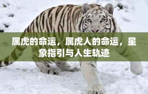 属虎人的命运,星象指引与人生轨迹探索