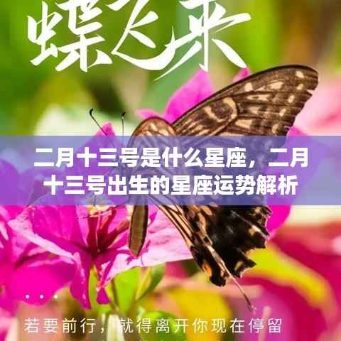 二月十三号星座运势揭秘,深度解析你的星座性格与运势特点