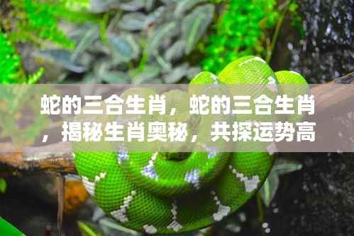 揭秘蛇的三合生肖奥秘,共探运势高峰之旅