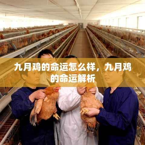 九月鸡命运解析,探究九月出生的鸡的吉凶祸福与未来走向