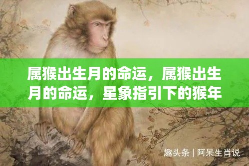 猴年出生月的命运与星象指引,猴年人生的独特轨迹