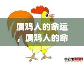 属鸡人的命运展望,星光指引前程