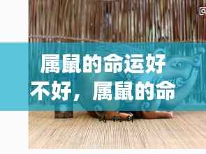 凤凰于飞 第5页