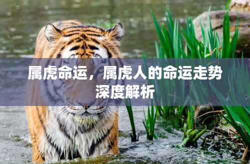 属虎命运深度解析,探寻属虎人的命运走势