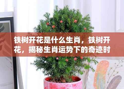 铁树开花揭示生肖奇迹时刻,揭秘你的运势巅峰