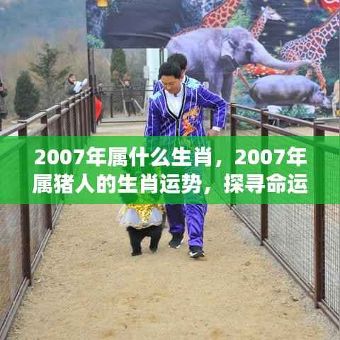 2007年属猪人的生肖运势与命运探索,机遇与挑战并存