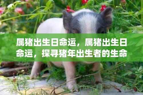 猪年出生者的命运密码，探寻属猪者的生命轨迹与命运起伏