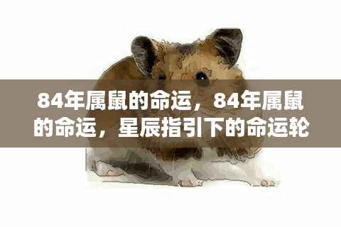 星辰指引下的命运轮廓,揭秘84年属鼠人的命运轨迹
