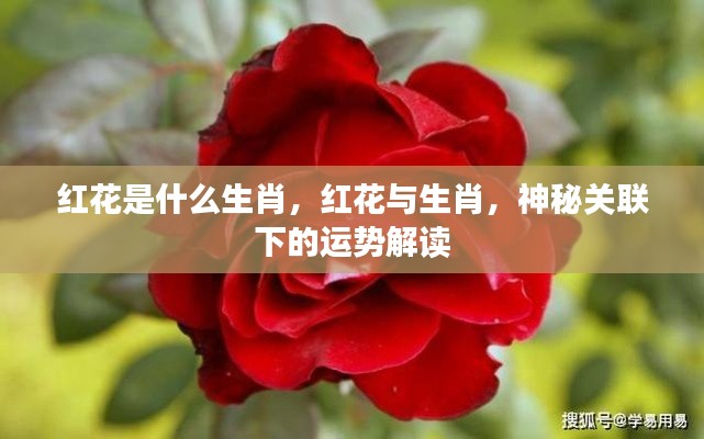 红花与生肖,神秘关联下的运势深度解读