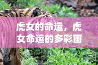虎女命运的多彩挑战与机遇画卷