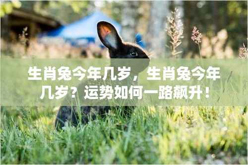 生肖兔今年运势飙升,年龄揭晓!