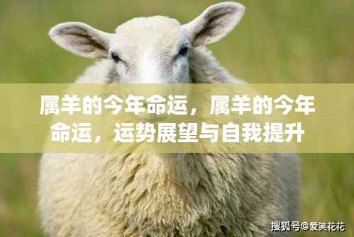 属羊人今年运势展望与自我提升攻略,命运与提升建议全解析