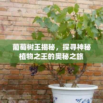 葡萄树王揭秘,探寻神秘植物之王的奥秘之旅
