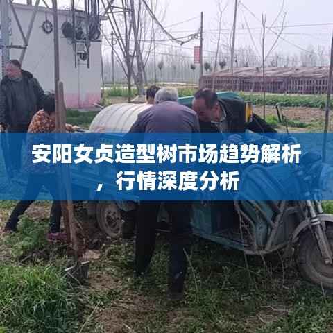 安阳女贞造型树市场趋势解析,行情深度分析