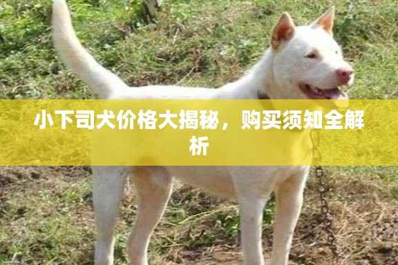 小下司犬价格大揭秘,购买须知全解析