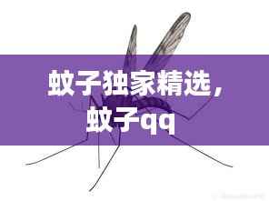 蚊子独家精选,蚊子qq