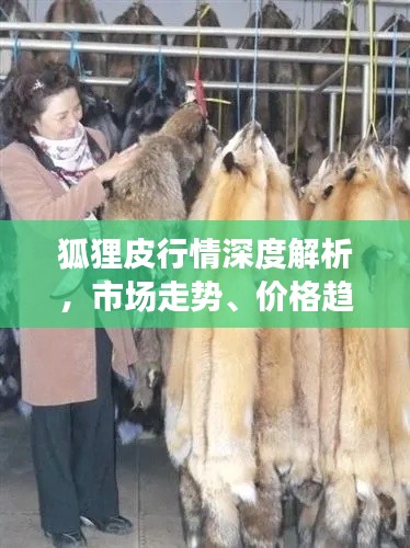 狐狸皮行情深度解析,市场走势、价格趋势与未来发展展望